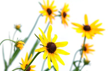 Sarı rudbeckia