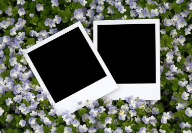 çiçek arka plan üzerinde fotoğraf