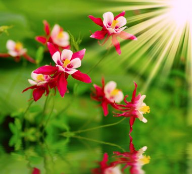 Aquilegia