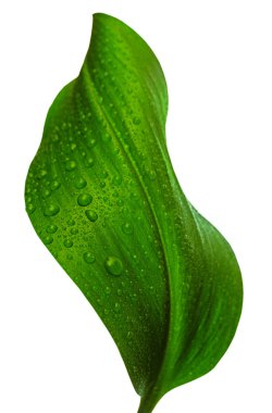 Leaf with drops of water clipart