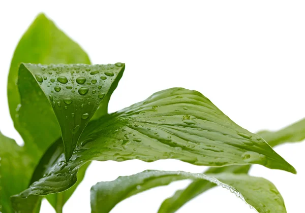 Plant with drops of water — Stock Photo, Image