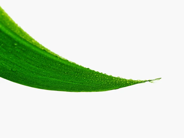 Csepp leaf — Stock Fotó