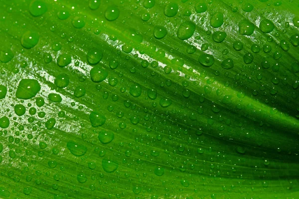 Zelený list s kapkami — Stock fotografie
