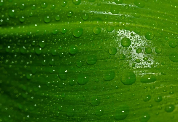 Green leaf with drops — Stock Photo, Image