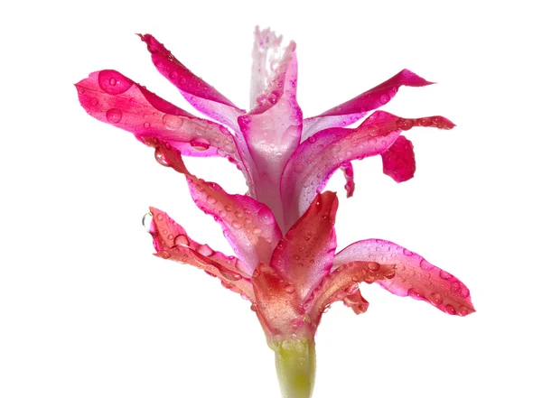 Damla ile çiçek — Stok fotoğraf
