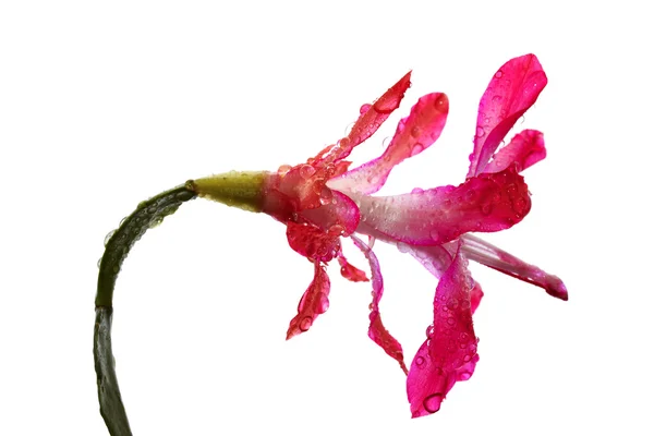 Damla ile çiçek — Stok fotoğraf