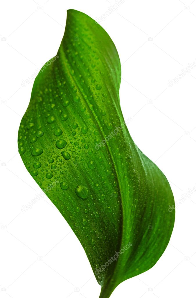 Leaf with drops of water