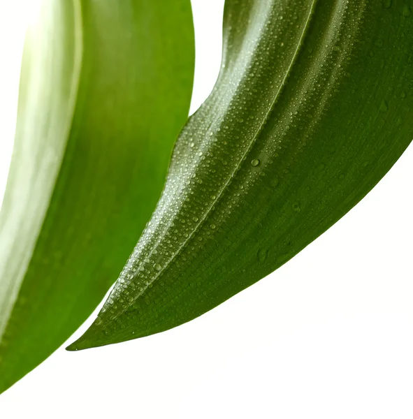 Зеленый лист с каплями — стоковое фото
