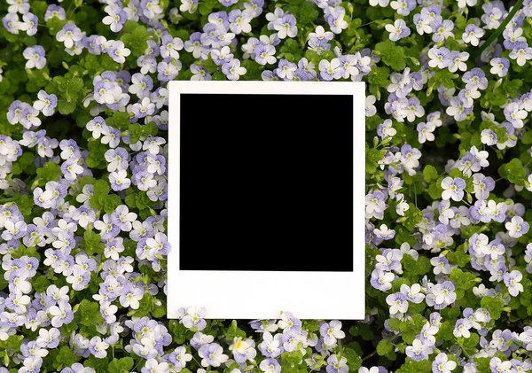 Photo on floral background — Stock Photo, Image