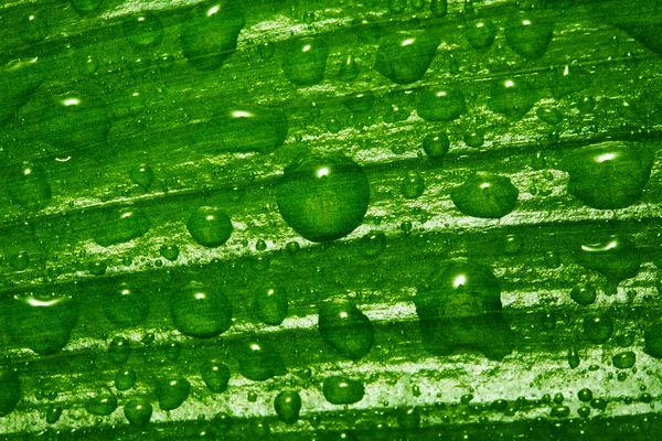 Folha verde com gotas — Fotografia de Stock
