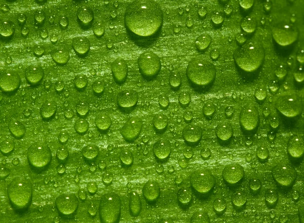 Hoja verde con gotas —  Fotos de Stock