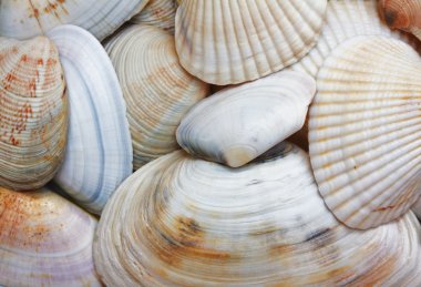 Shells clipart