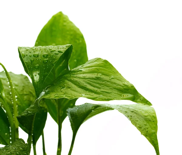 Grüne Pflanze mit Tropfen — Stockfoto