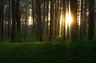 Sunset in the forest clipart