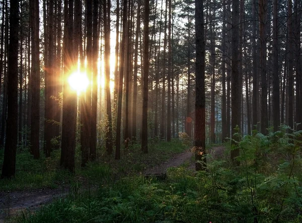 森の中の夕日 — ストック写真