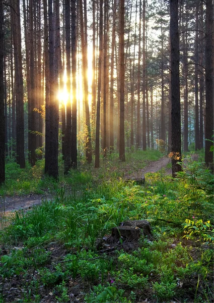 Apus de soare în pădure — Fotografie, imagine de stoc