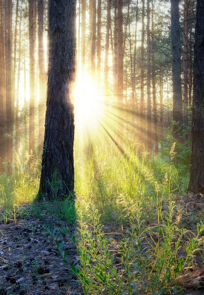 Puesta de sol en bosque —  Fotos de Stock