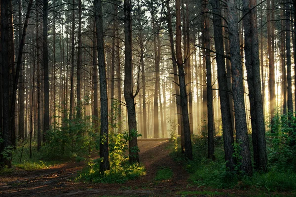 Ηλιοβασίλεμα στο δάσος — Φωτογραφία Αρχείου