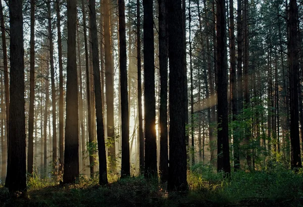 Закат в лесу — стоковое фото