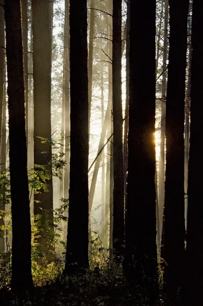 Zonsondergang in het bos — Stockfoto
