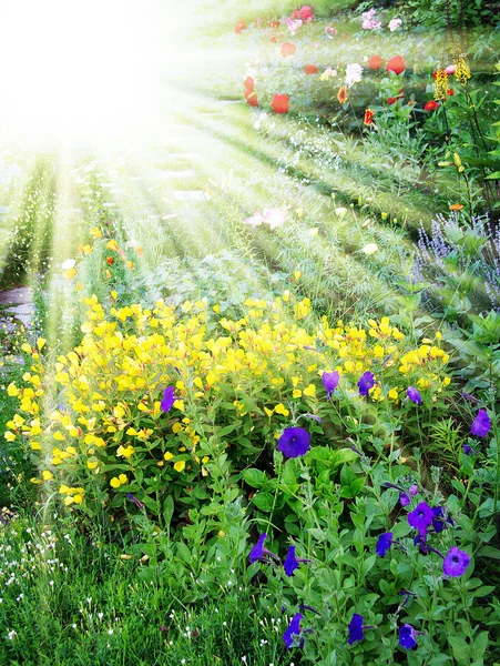 stock image Flowers