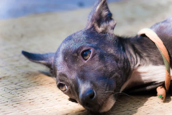 üzgün rüya gibi köpek