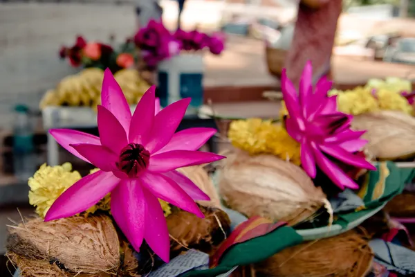 Stock image Offerings: pink lotus, yellow flowers