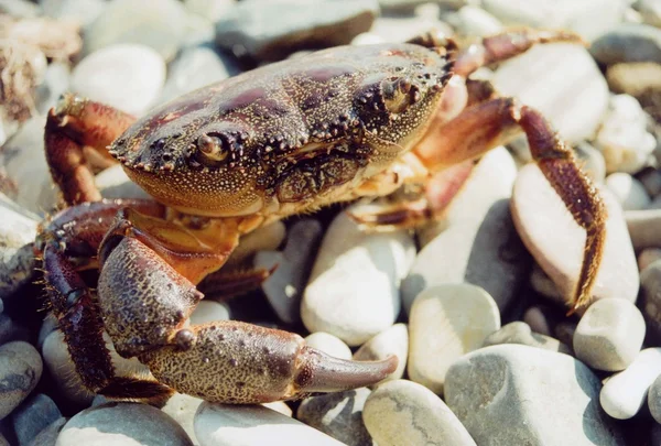 stock image Crab