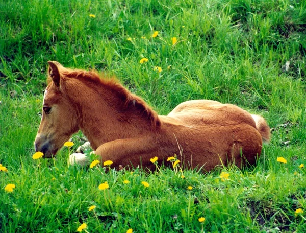 Chestnut foal Royalty Free Stock Images
