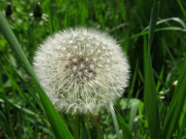 Dandelion in field — Stock Photo, Image