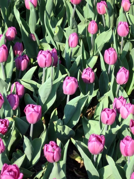 stock image Purple tulips