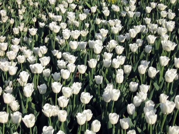 Stock image White tulips