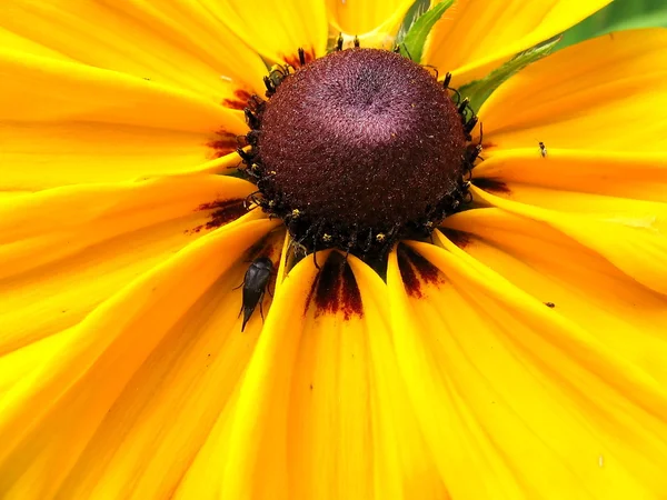 stock image Yellow flower