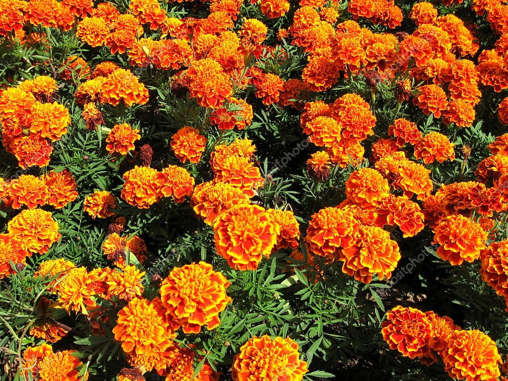 Marigolds — Stock Photo © tomatto #1444784