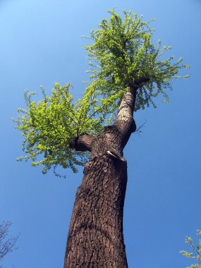 ağaç bahar