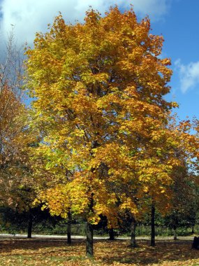 Sarı akçaağaç