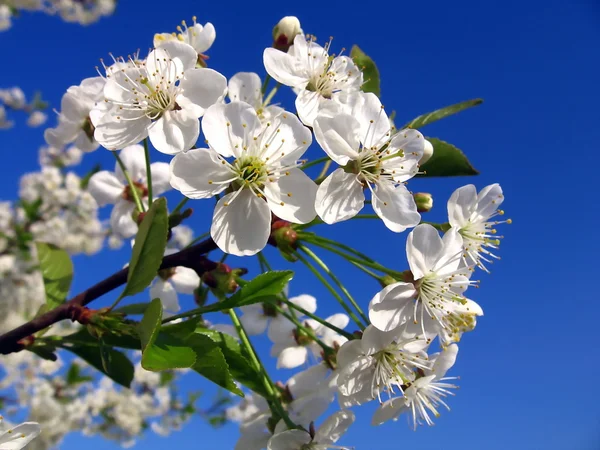 Blossoming cherry-tree — Stock Photo, Image
