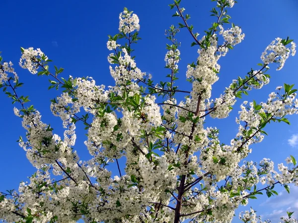 Blossoming tree — Stock Photo, Image