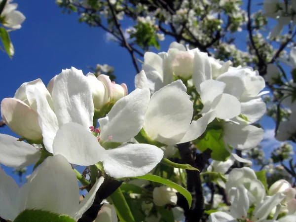 White petals — Stock Photo, Image