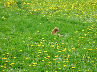 karahindiba alan köpek