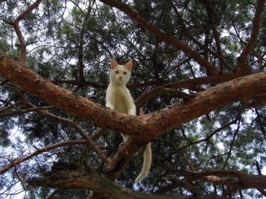 Ağaçtaki beyaz kedi