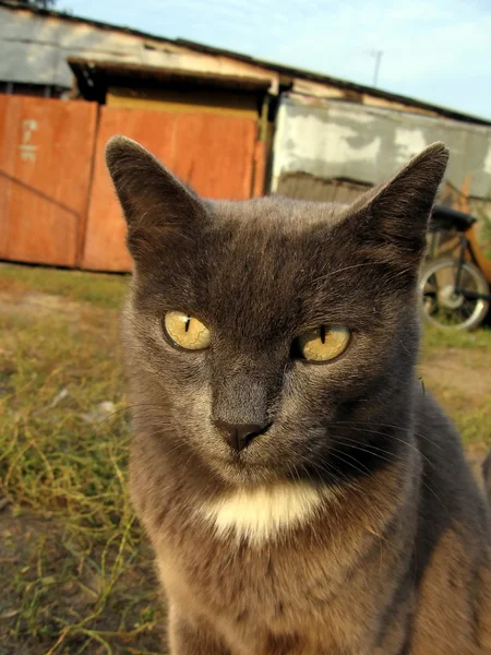Braune Katze — Stockfoto