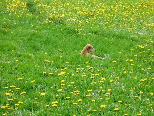 Dog in dandelion field — Stock Photo, Image
