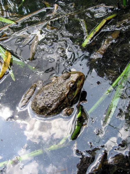 池でカエル — ストック写真