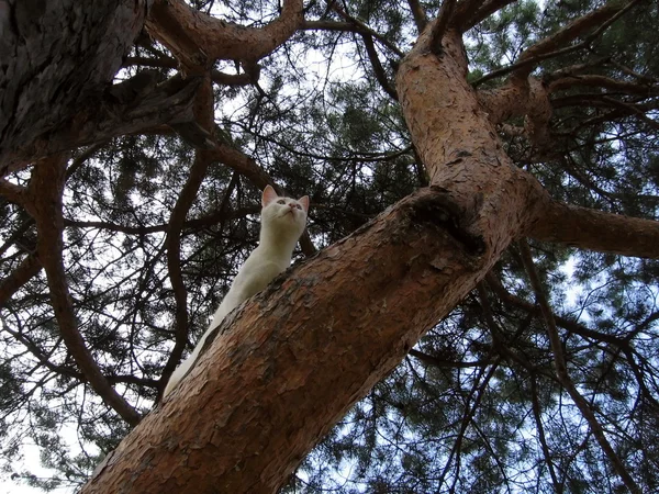 Chat sur l'arbre — Photo