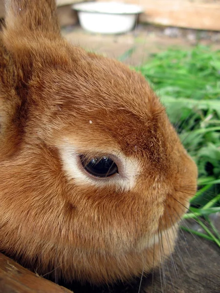 橙色兔 — 图库照片