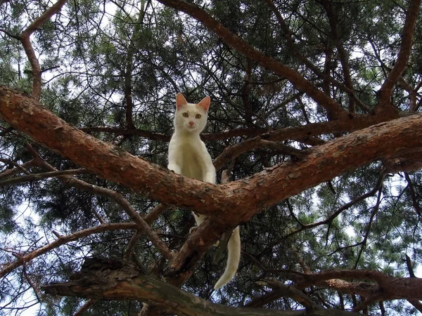 Gato branco na árvore — Fotografia de Stock