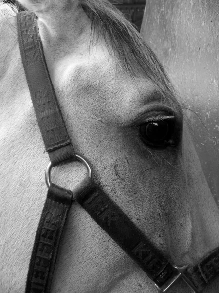 Cavalo Fotos De Bancos De Imagens