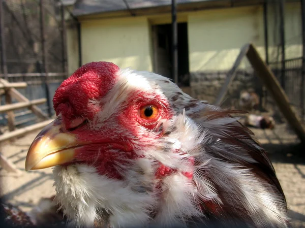 Курица Мотли — стоковое фото