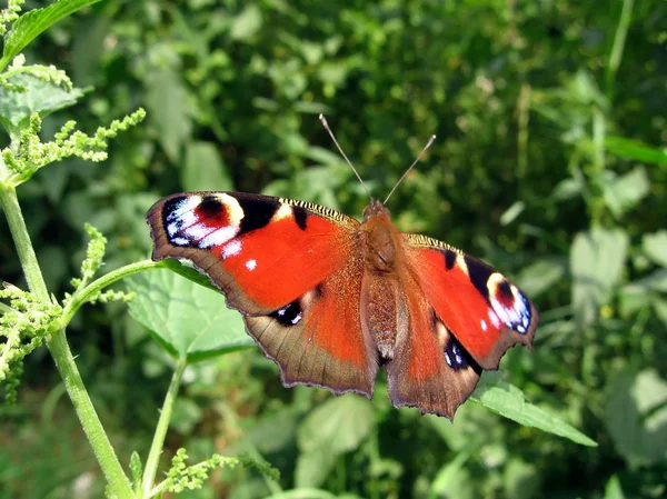Gyönyörű páva pillangó — Stock Fotó